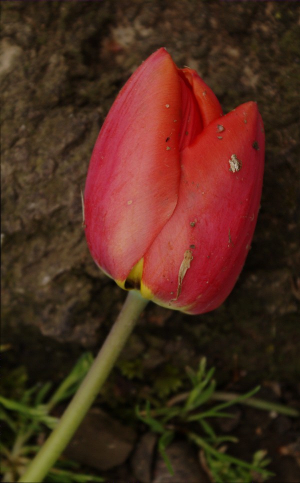 Fallen Beauty by Wade Anderson